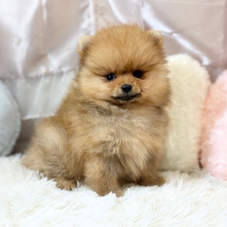 兵庫県のポメラニアン (犬の家＆猫の里カナート西神戸店/2026年1月10日生まれ/女の子/オレンジ)の子犬の1枚目の画像