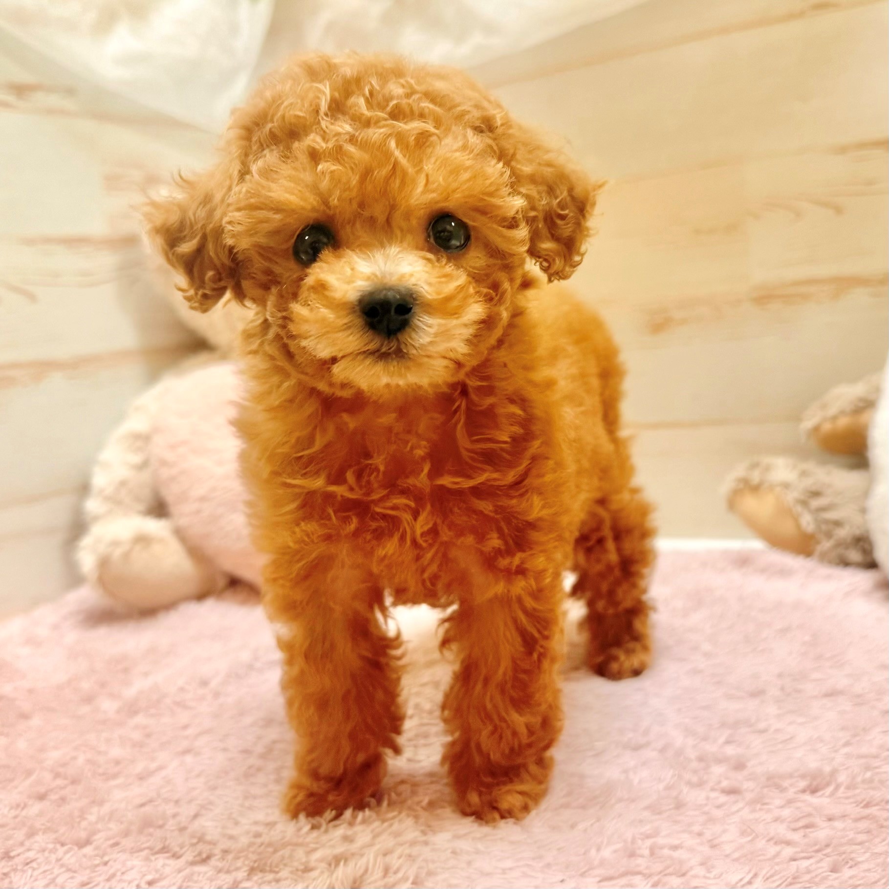 兵庫県のトイプードル(トイ) (犬の家＆猫の里神戸店/2026年1月11日生まれ/女の子/レッドフォーン)の子犬の2枚目の画像