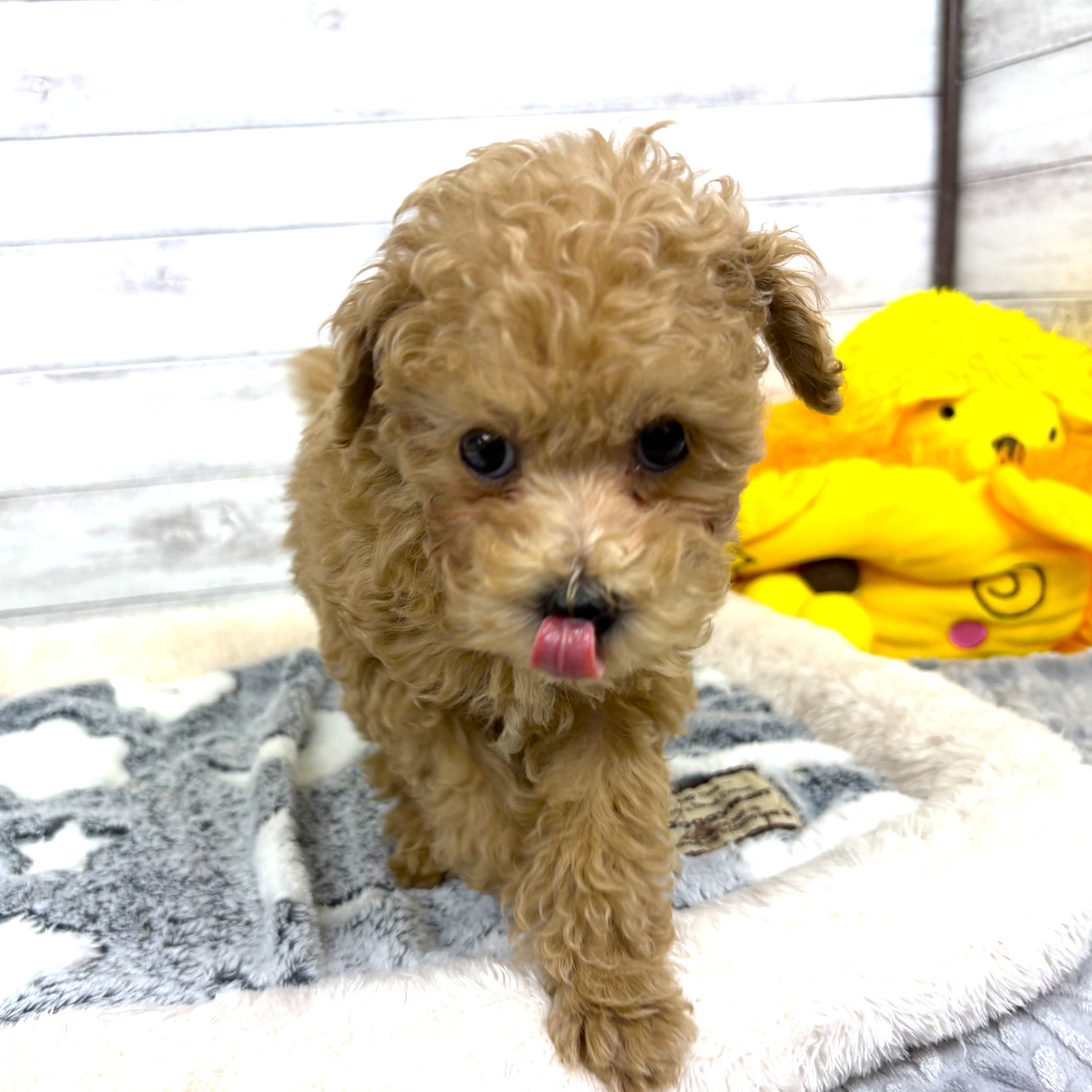 兵庫県のトイプードル(トイ) (犬の家＆猫の里川西店/2026年1月11日生まれ/女の子/ペールフォーン)の子犬の2枚目の画像