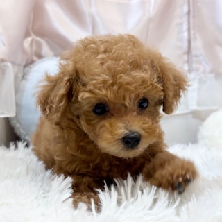 兵庫県のトイプードル(トイ) (犬の家＆猫の里カナート西神戸店/2026年1月11日生まれ/男の子/レッドフォーン)の子犬の2枚目の画像