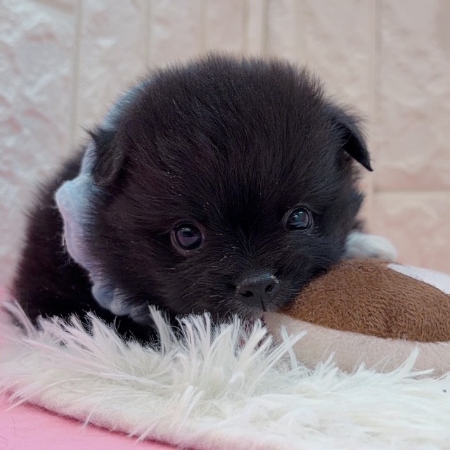 岡山県のハーフ犬・ミックス犬 (犬の家＆猫の里倉敷店/2026年1月10日生まれ/男の子/ブラックホワイト)の子犬の2枚目の画像
