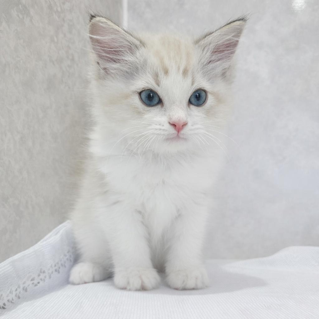 福岡県のラグドール (犬の家＆猫の里くりえいと宗像店/2026年1月11日生まれ/男の子/ブルーリンクスポイントバイカラー)の子猫の2枚目の画像