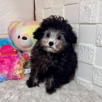 兵庫県のトイプードル(タイニー) (犬の家＆猫の里ゆめタウン姫路店/2025年12月13日生まれ/男の子/グレー)の子犬の2枚目の画像