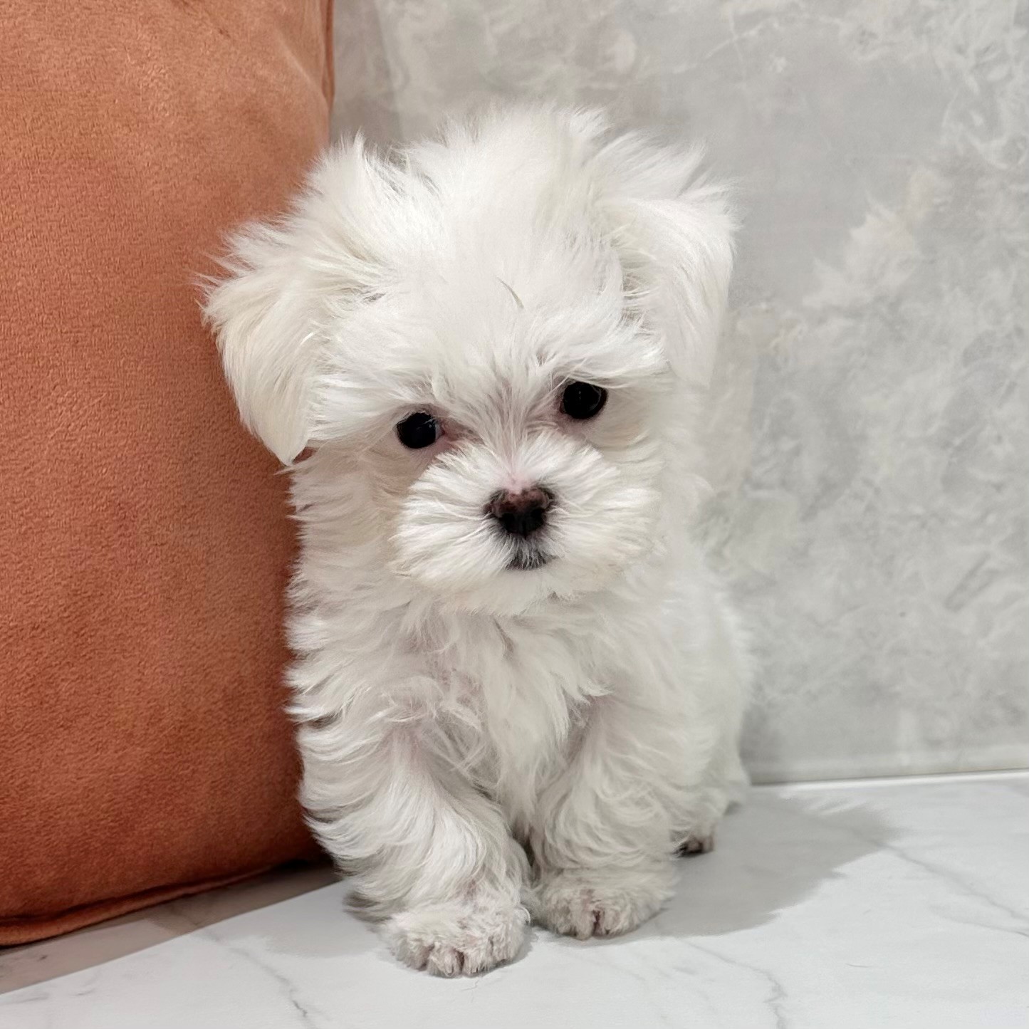 福岡県のマルチーズ (犬の家＆猫の里くりえいと宗像店/2026年1月8日生まれ/女の子/ホワイト)の子犬の2枚目の画像