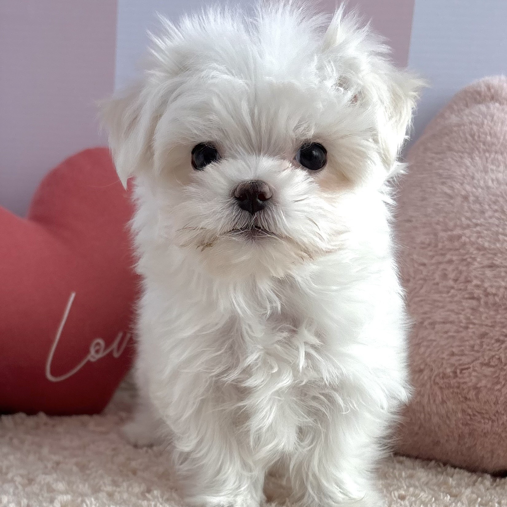 岡山県のマルチーズ (犬の家＆猫の里倉敷中庄店/2026年1月8日生まれ/男の子/ホワイト)の子犬の1枚目の画像