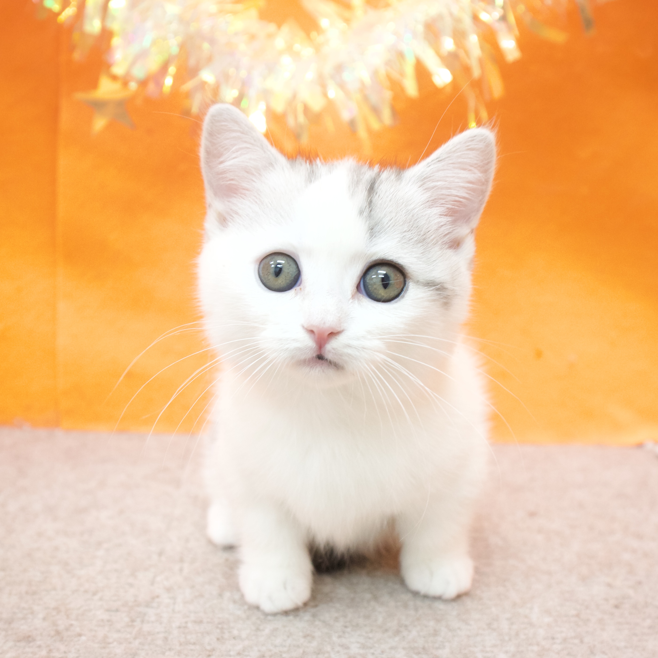 大阪府のマンチカン (犬の家＆猫の里吹田店/2026年1月7日生まれ/女の子/シルバータビーホワイト)の子猫の1枚目の画像