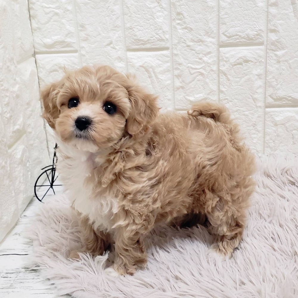 岡山県のマルプー(マルチーズ×プードル) (犬の家＆猫の里岡山店/2026年1月10日生まれ/女の子/アプリコットホワイト)の子犬の2枚目の画像