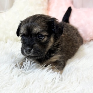 兵庫県のチワックス(チワワ×ダックス) (犬の家＆猫の里カナート西神戸店/2026年1月10日生まれ/女の子/レッド)の子犬の2枚目の画像