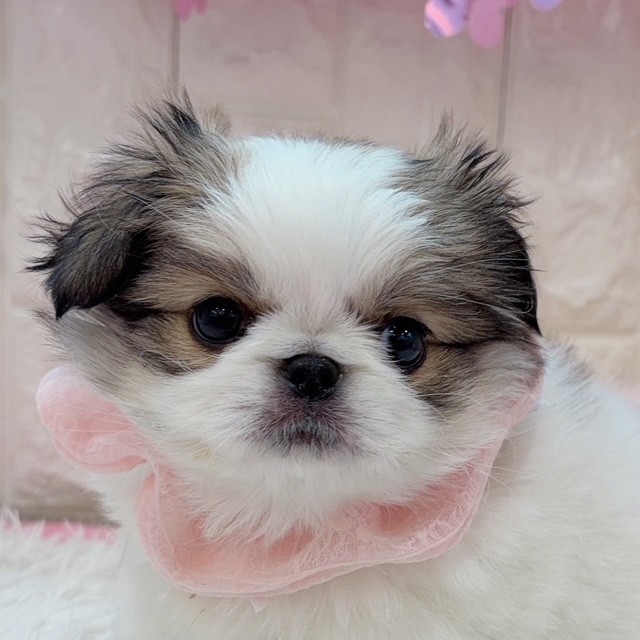 ハーフ犬男の子の写真