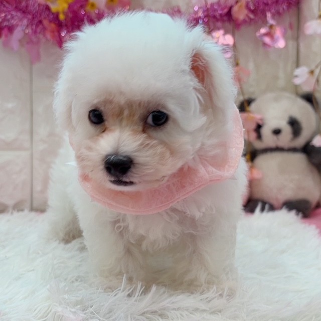 岡山県のビションフリーゼ (犬の家＆猫の里倉敷店/2026年1月11日生まれ/男の子/ホワイト)の子犬の2枚目の画像