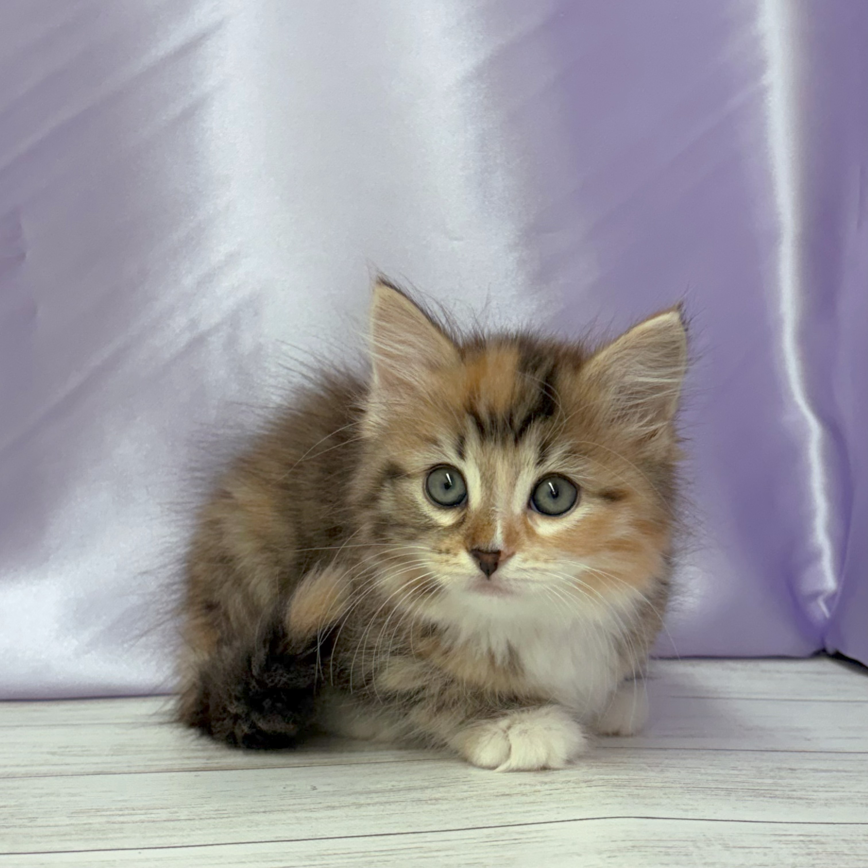兵庫県のサイベリアン (犬の家＆猫の里尼崎店/2026年3月10日生まれ/女の子/ブラウンパッチドタビーホワイト)の子猫の1枚目の画像