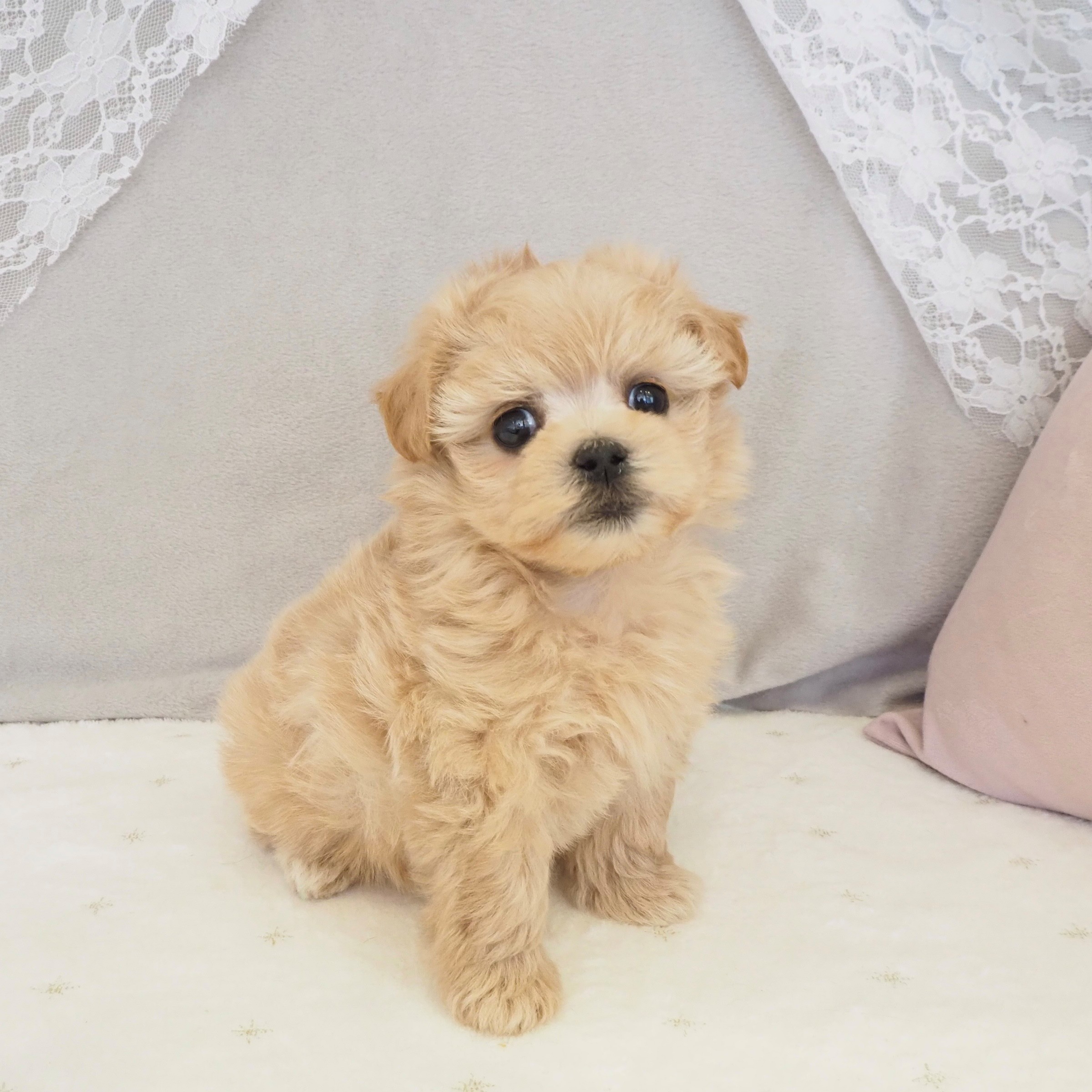 大阪府のマルプー(マルチーズ×プードル) (犬の家＆猫の里もりのみやキューズモールBASE店/2026年1月8日生まれ/女の子/アプリコット)の子犬の2枚目の画像