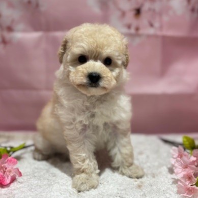 福岡県のビションプー(ビションフリーゼ×プードル) (犬の家＆猫の里トリアス久山店/2026年1月7日生まれ/女の子/クリーム)の子犬の2枚目の画像