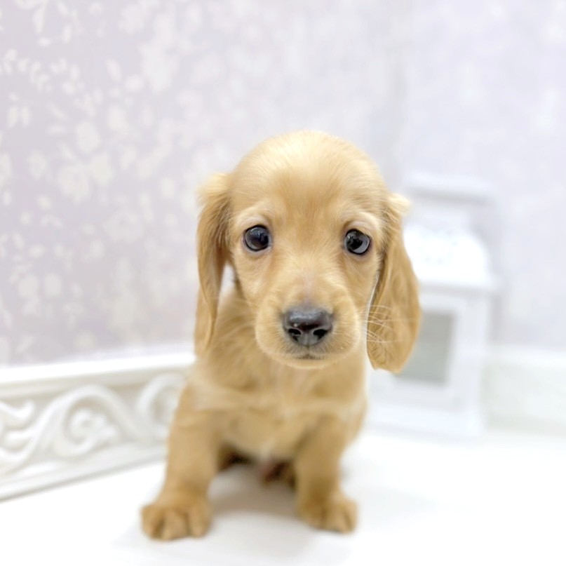 富山県のミニチュアダックスフンド(ロング) (犬の家＆猫の里アミーゴ山室店/2026年1月10日生まれ/男の子/レッド)の子犬の1枚目の画像