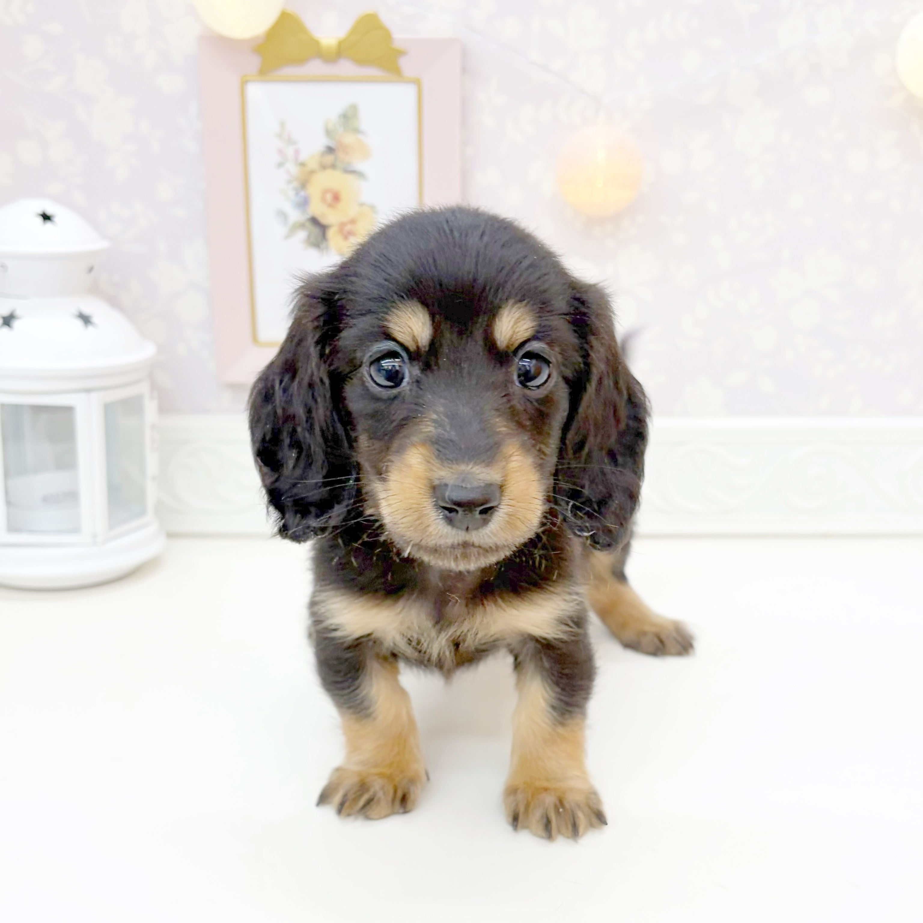 富山県のミニチュアダックスフンド(ロング) (犬の家＆猫の里富山店/2026年1月10日生まれ/女の子/ブラックタン)の子犬の1枚目の画像