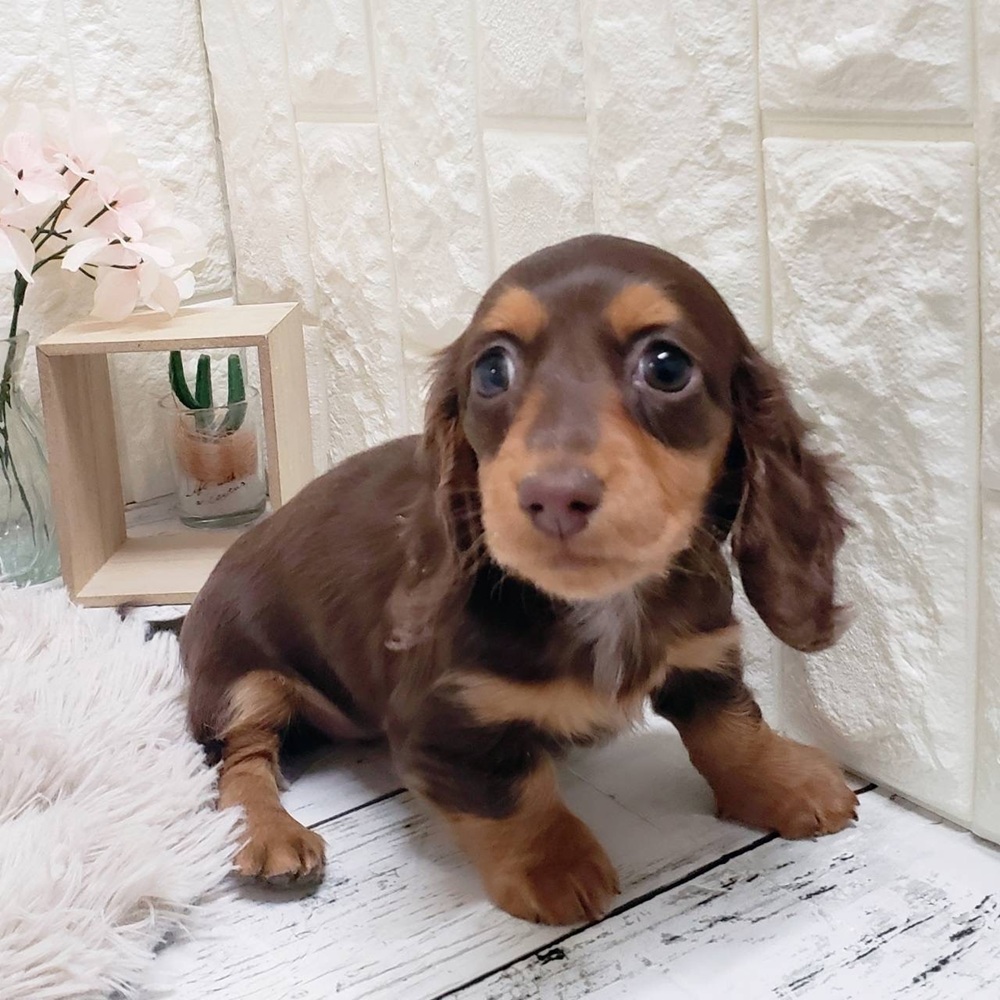 岡山県のミニチュアダックスフンド(ロング) (犬の家＆猫の里岡山店/2026年1月10日生まれ/女の子/チョコレートタン)の子犬の2枚目の画像