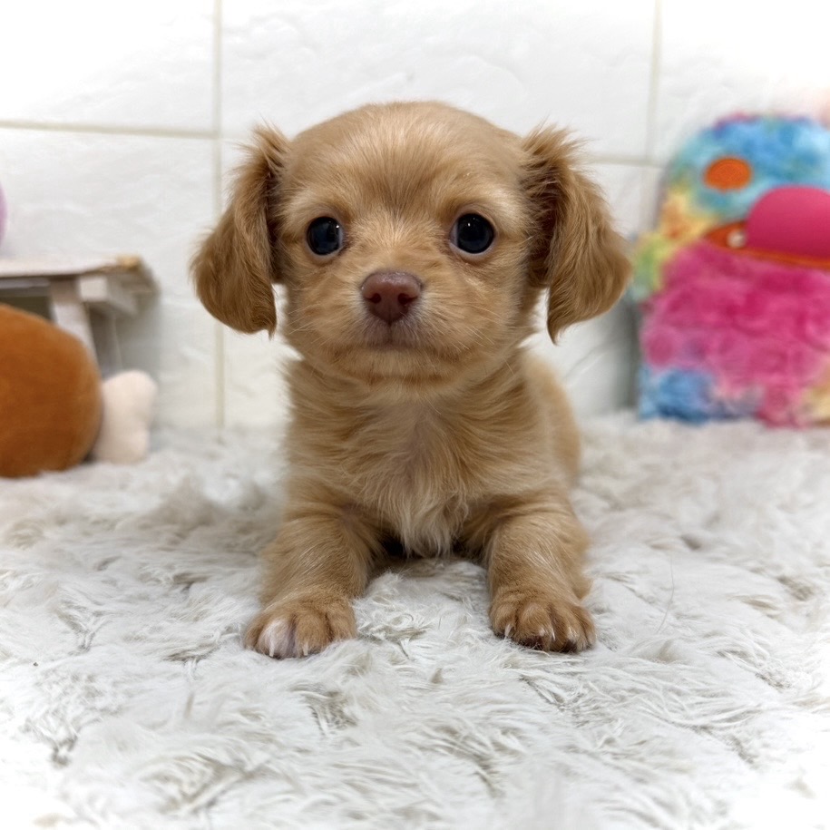 兵庫県のチワックス(チワワ×ダックス) (犬の家＆猫の里ゆめタウン姫路店/2026年1月9日生まれ/女の子/クリームホワイト)の子犬の2枚目の画像