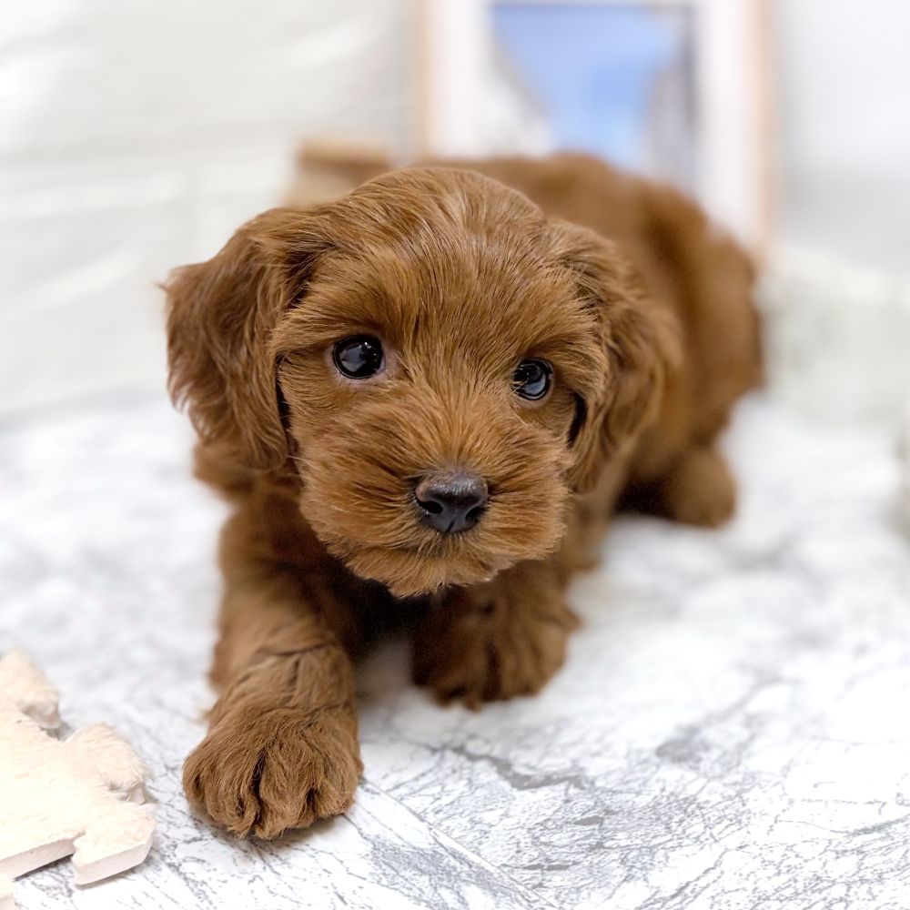 ハーフ犬女の子の写真