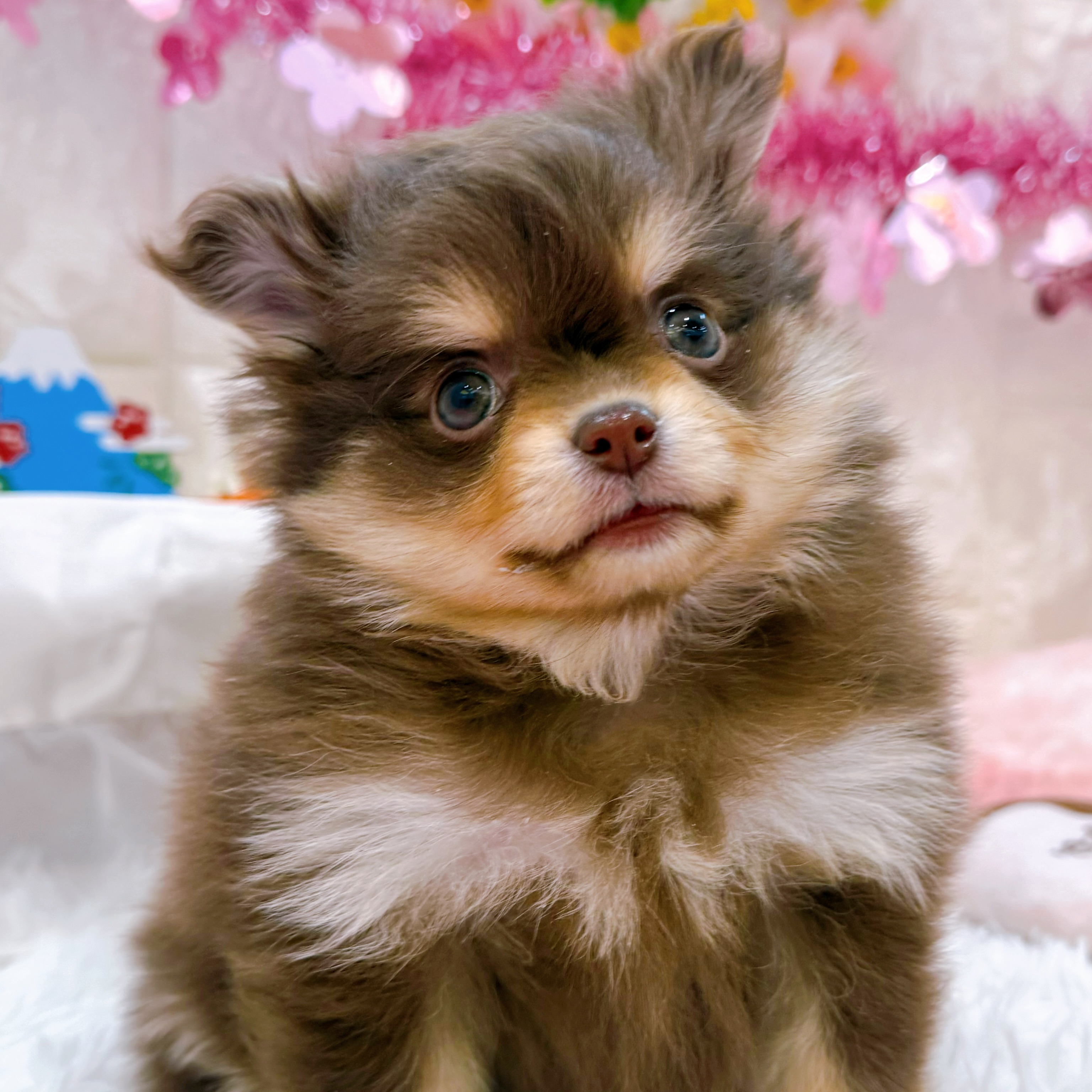 ハーフ犬女の子の写真