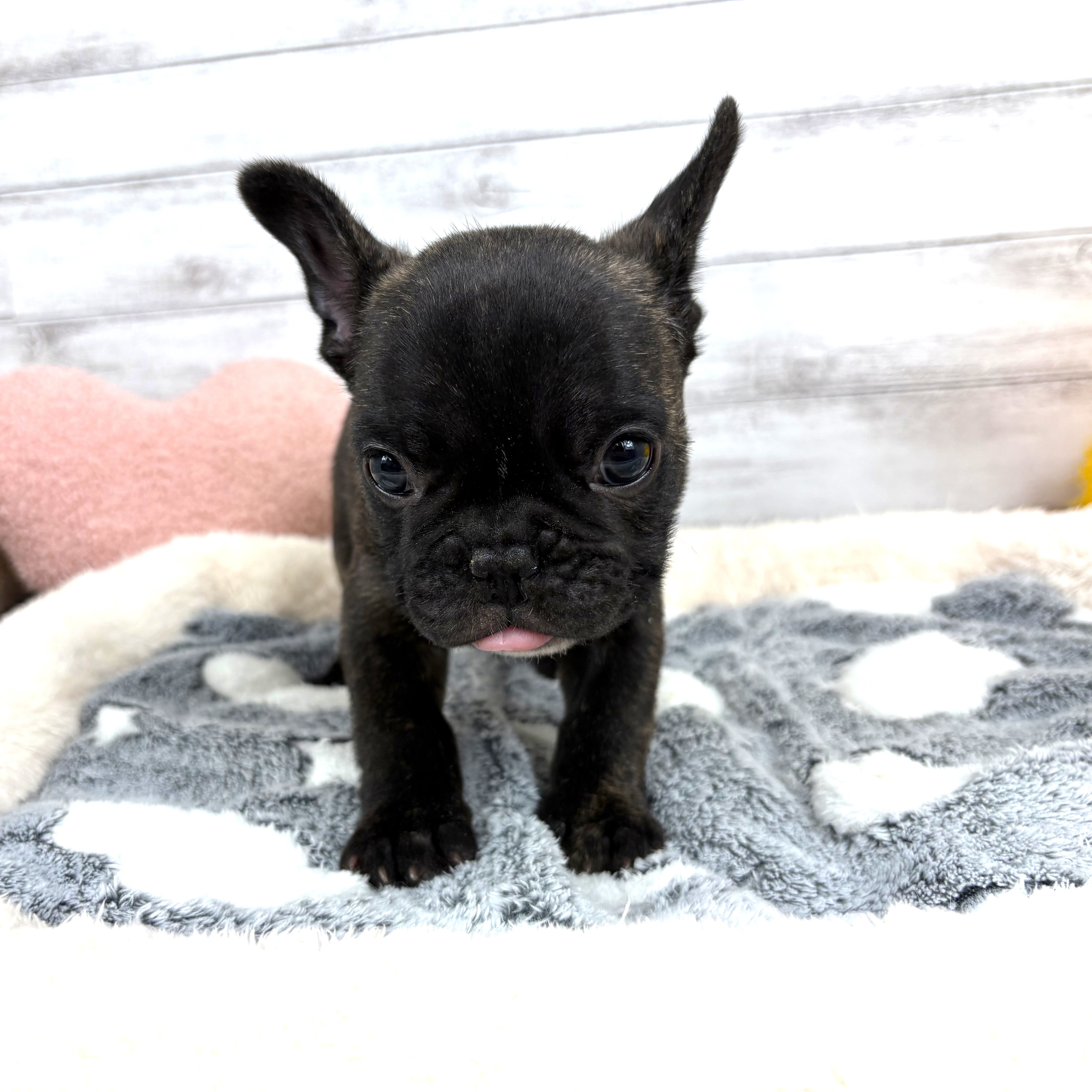 兵庫県のフレンチブルドッグ (犬の家＆猫の里川西店/2026年1月10日生まれ/男の子/ブリンドル)の子犬の2枚目の画像