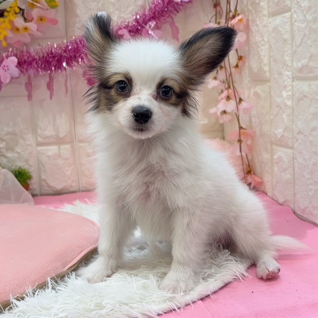 岡山県のパピヨン (犬の家＆猫の里倉敷店/2026年1月10日生まれ/男の子/ホワイトブラウン)の子犬の2枚目の画像