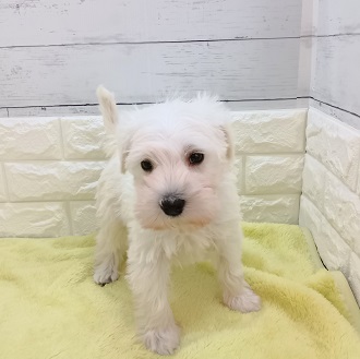 静岡県のミニチュアシュナウザー (犬の家＆猫の里アミーゴ浜松和田店/2026年1月9日生まれ/男の子/ホワイト)の子犬の2枚目の画像