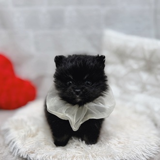 滋賀県のポメラニアン (犬の家＆猫の里長浜店/2026年1月10日生まれ/男の子/ブラックタン)の子犬の2枚目の画像