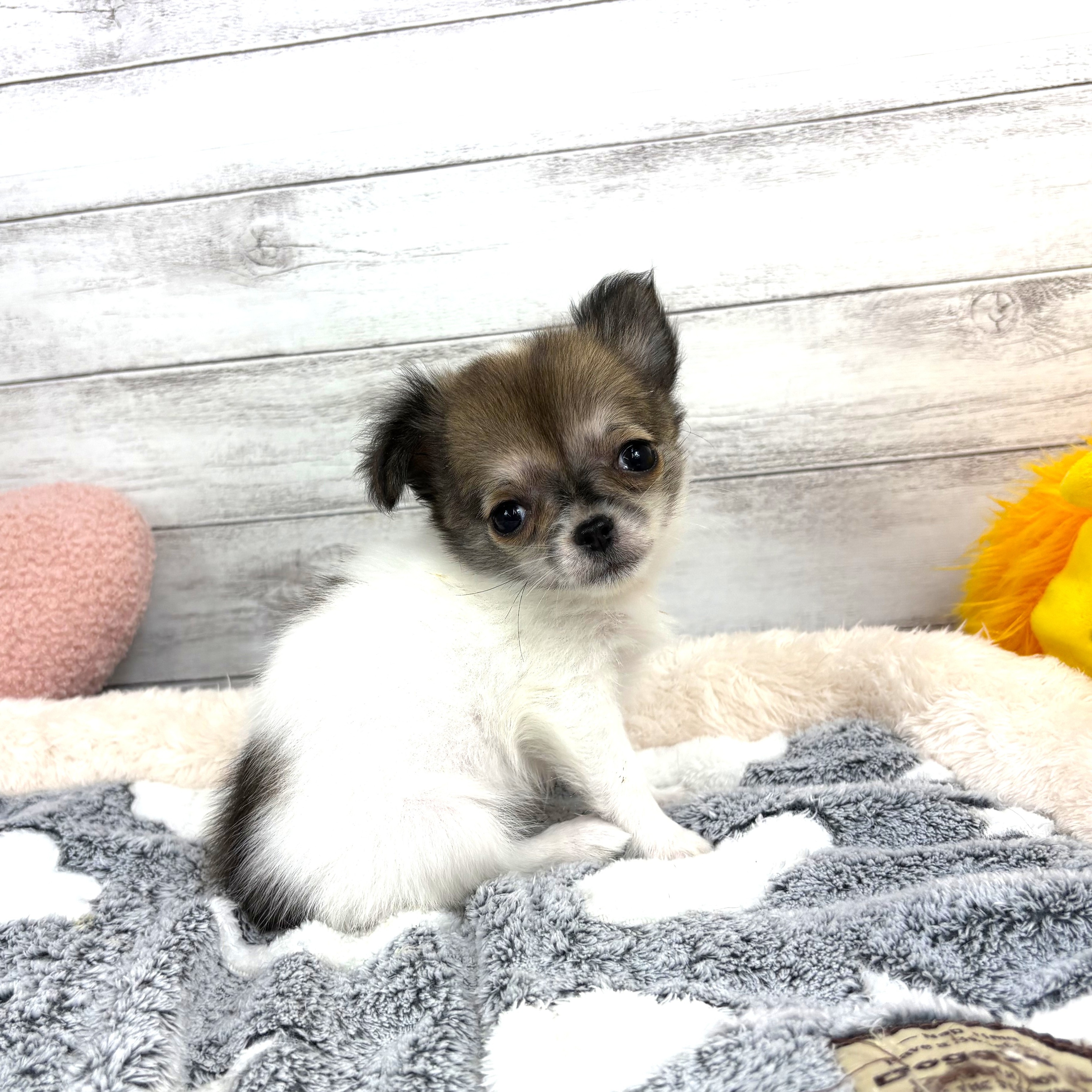 兵庫県のチワワ(ロング) (犬の家＆猫の里川西店/2026年1月6日生まれ/女の子/ホワイトレッド)の子犬の2枚目の画像