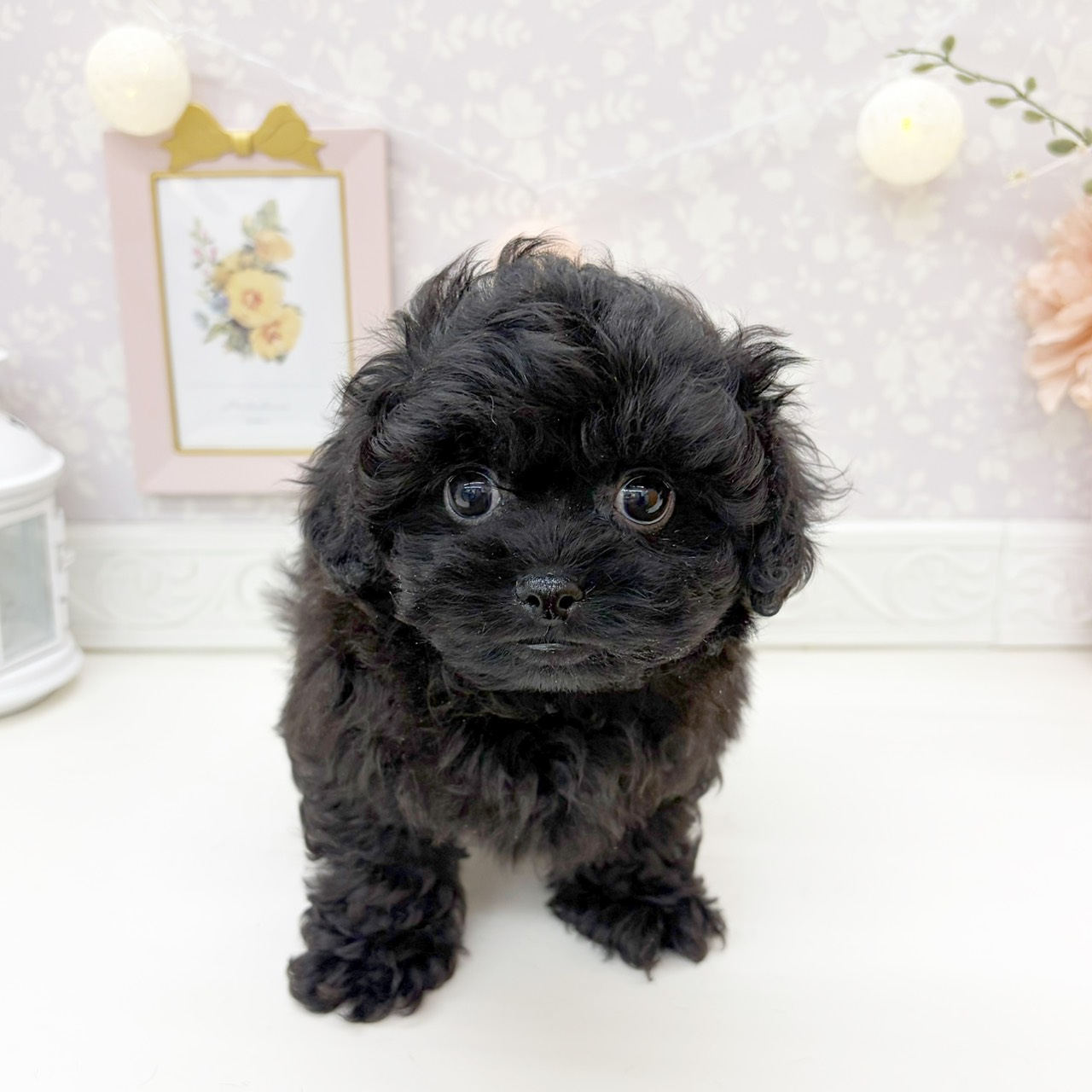 富山県のペキプー(ペキニーズ×プードル) (犬の家＆猫の里富山店/2026年1月8日生まれ/男の子/ブラック)の子犬の2枚目の画像