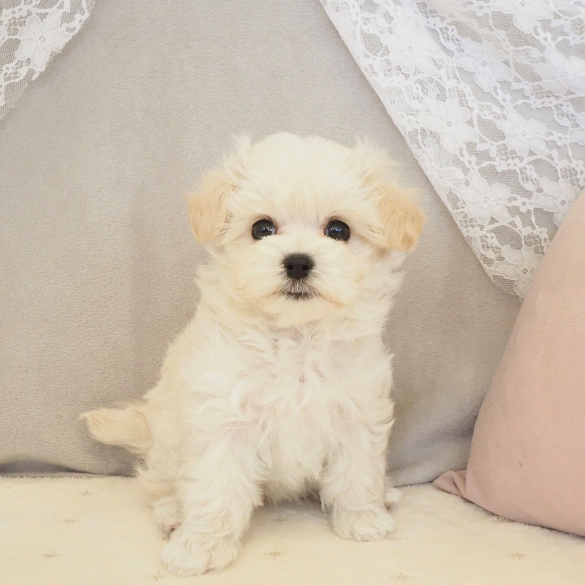 ハーフ犬女の子の写真