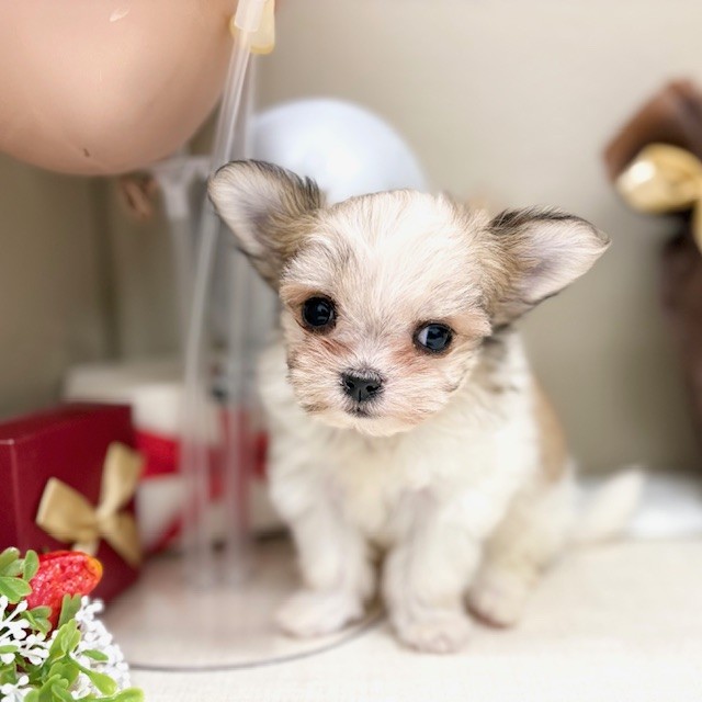 千葉県のチワマル/マルチワ(チワワ×マルチーズ) (犬の家＆猫の里ワンズモール稲毛店/2026年1月13日生まれ/女の子/パーティーカラー)の子犬の1枚目の画像