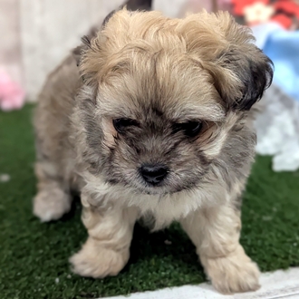 神奈川県のペキプー(ペキニーズ×プードル) (犬の家＆猫の里小田原店/2026年1月11日生まれ/男の子/フォーン)の子犬の2枚目の画像