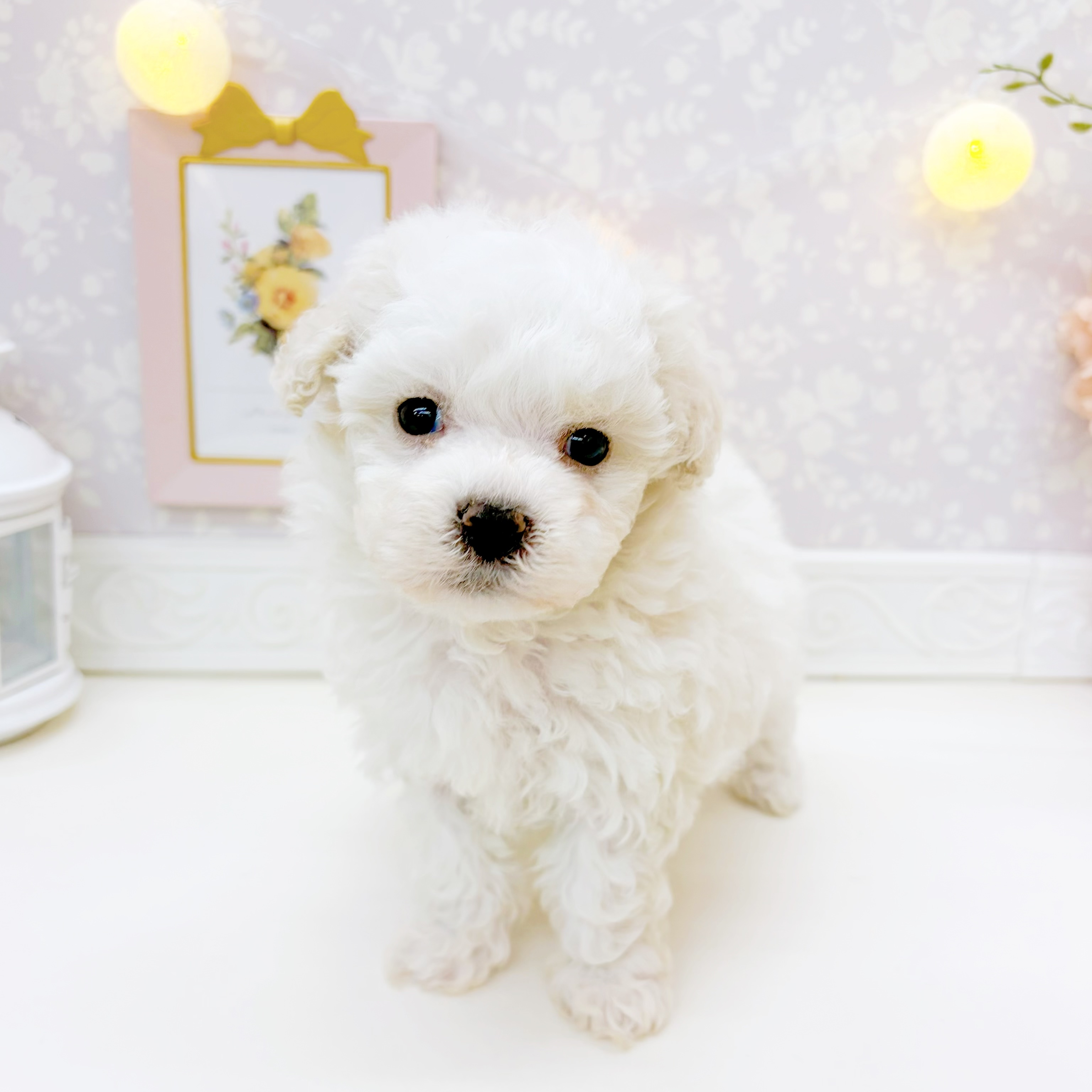 ハーフ犬男の子の写真