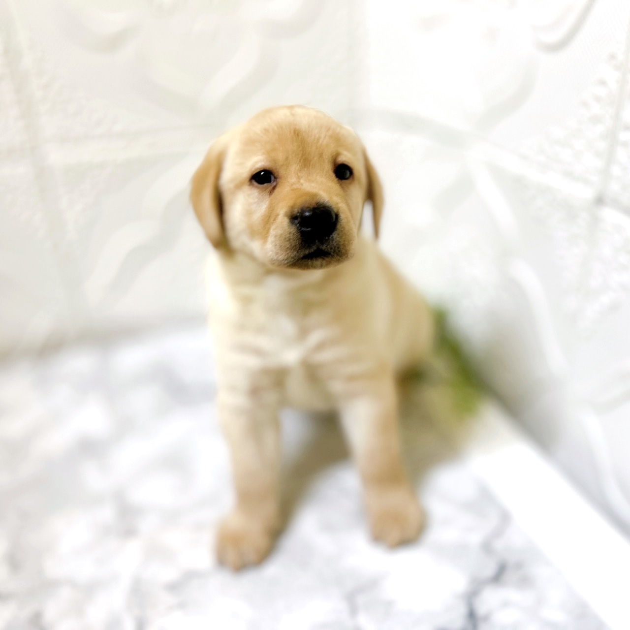 イエロー(黄系)のラブラドールレトリーバーの子犬一覧 | ペット