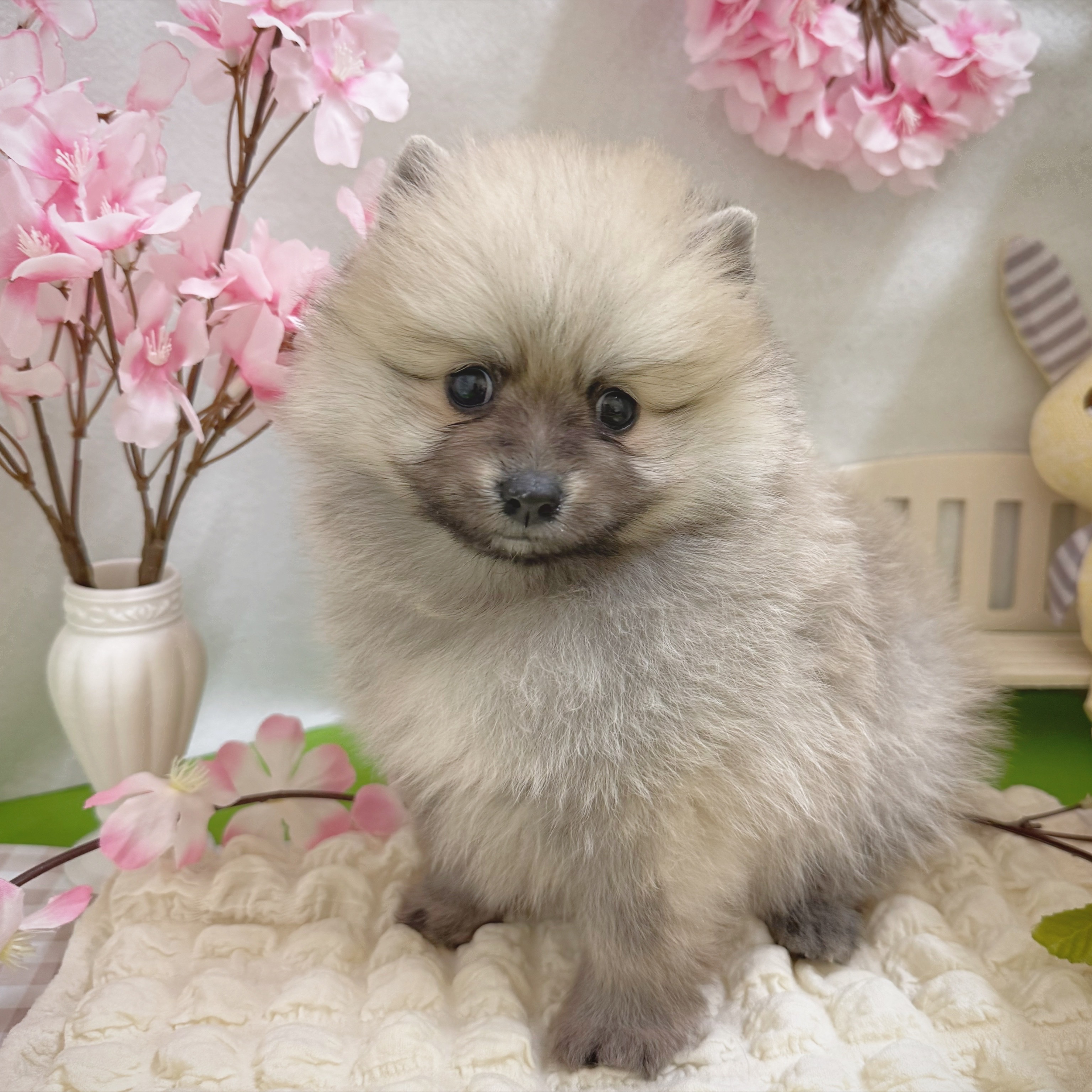 静岡県のポメラニアン (犬の家＆猫の里藤枝店/2026年1月13日生まれ/男の子/オレンジ)の子犬の2枚目の画像