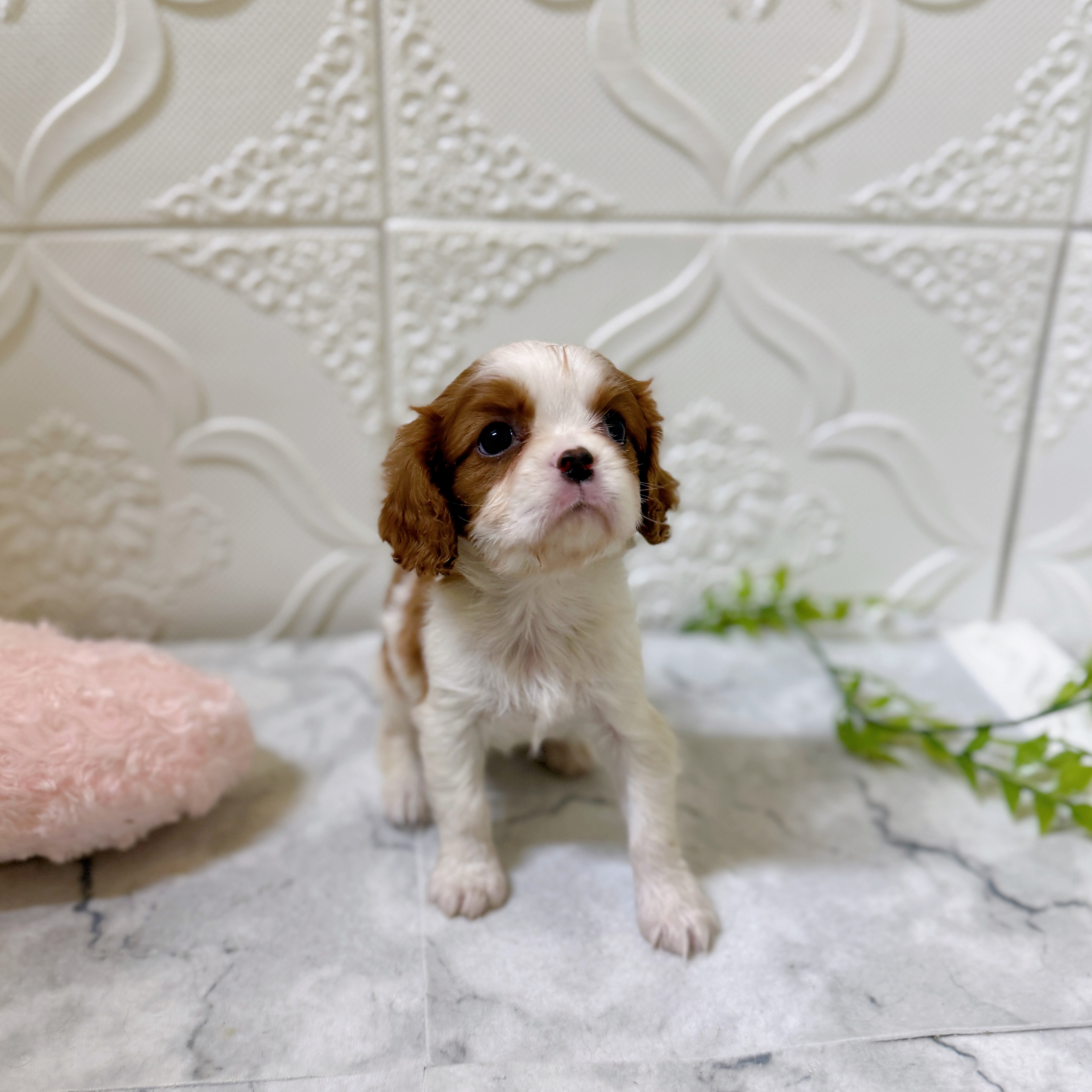 愛知県のキャバリアキングチャールズスパニエル (犬の家＆猫の里岡崎店/2026年1月10日生まれ/女の子/ブレンハイム)の子犬の2枚目の画像