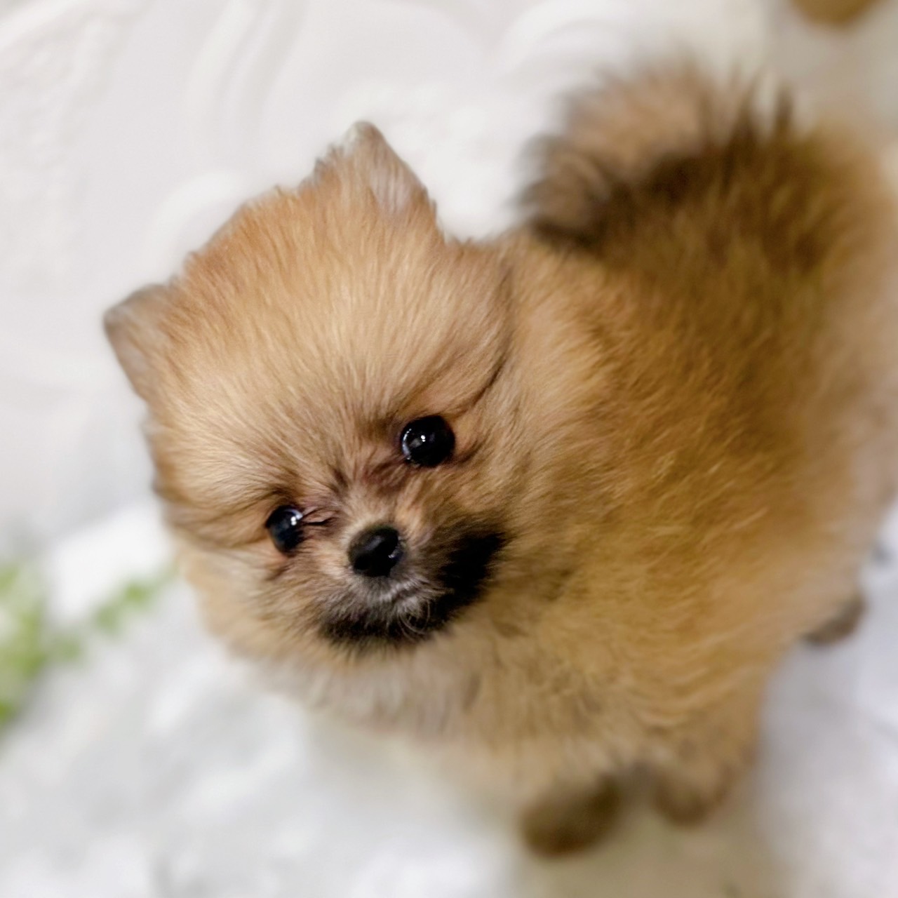 愛知県のポメラニアン (犬の家＆猫の里岡崎店/2026年1月8日生まれ/女の子/オレンジ)の子犬の2枚目の画像