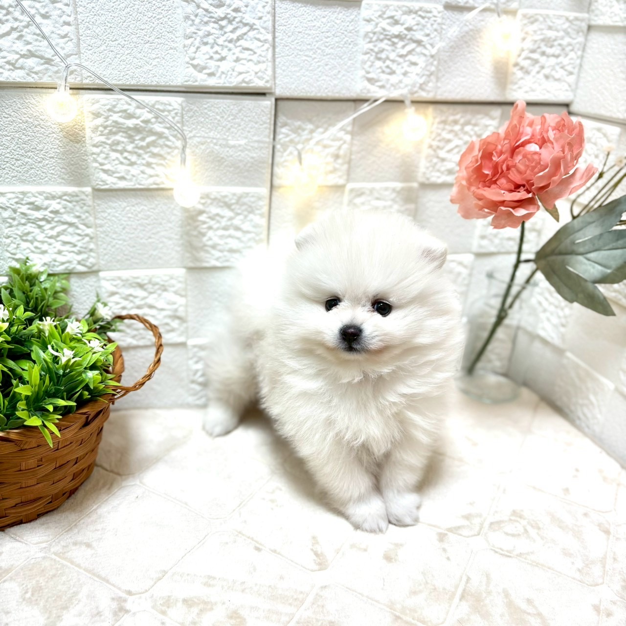 東京都のポメラニアン (犬の家＆猫の里ペットフォレスト小平店/2026年1月12日生まれ/男の子/ホワイト)の子犬の1枚目の画像