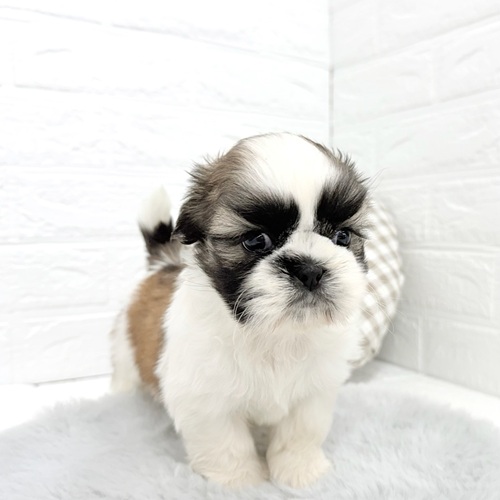 愛知県のシーズー (犬の家＆猫の里豊川インター店/2026年1月12日生まれ/男の子/ホワイトゴールド)の子犬の2枚目の画像