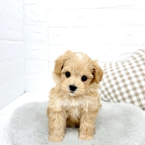 ハーフ犬男の子の写真