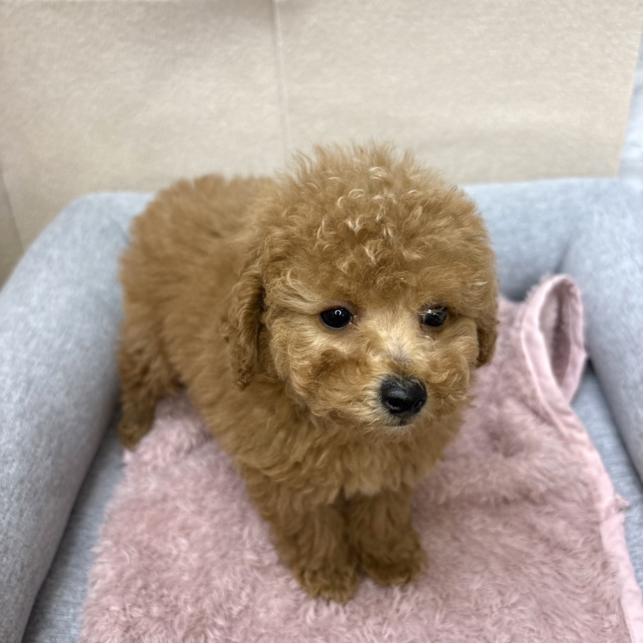 長野県のトイプードル(トイ) (犬の家＆猫の里塩尻店/2026年1月10日生まれ/女の子/アプリコット)の子犬の2枚目の画像