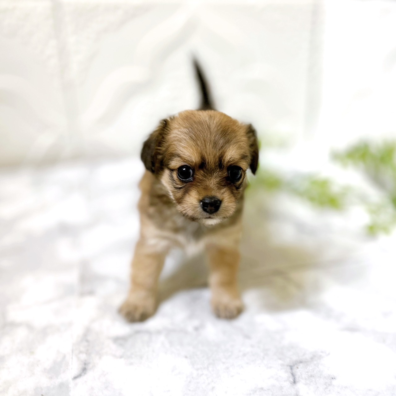 愛知県のチワックス(チワワ×ダックス) (犬の家＆猫の里岡崎店/2026年1月12日生まれ/女の子/レッド)の子犬の2枚目の画像