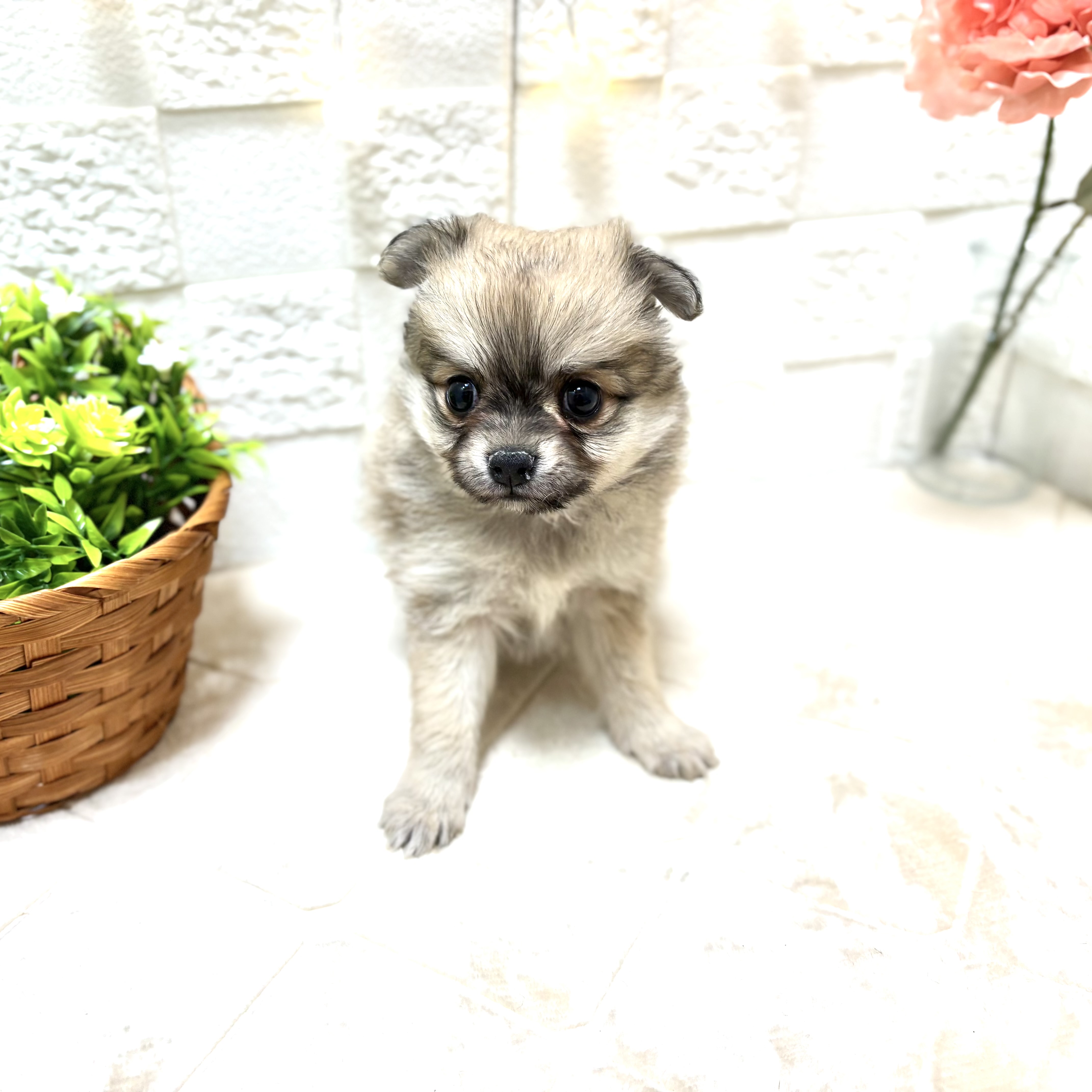 ハーフ犬女の子の写真