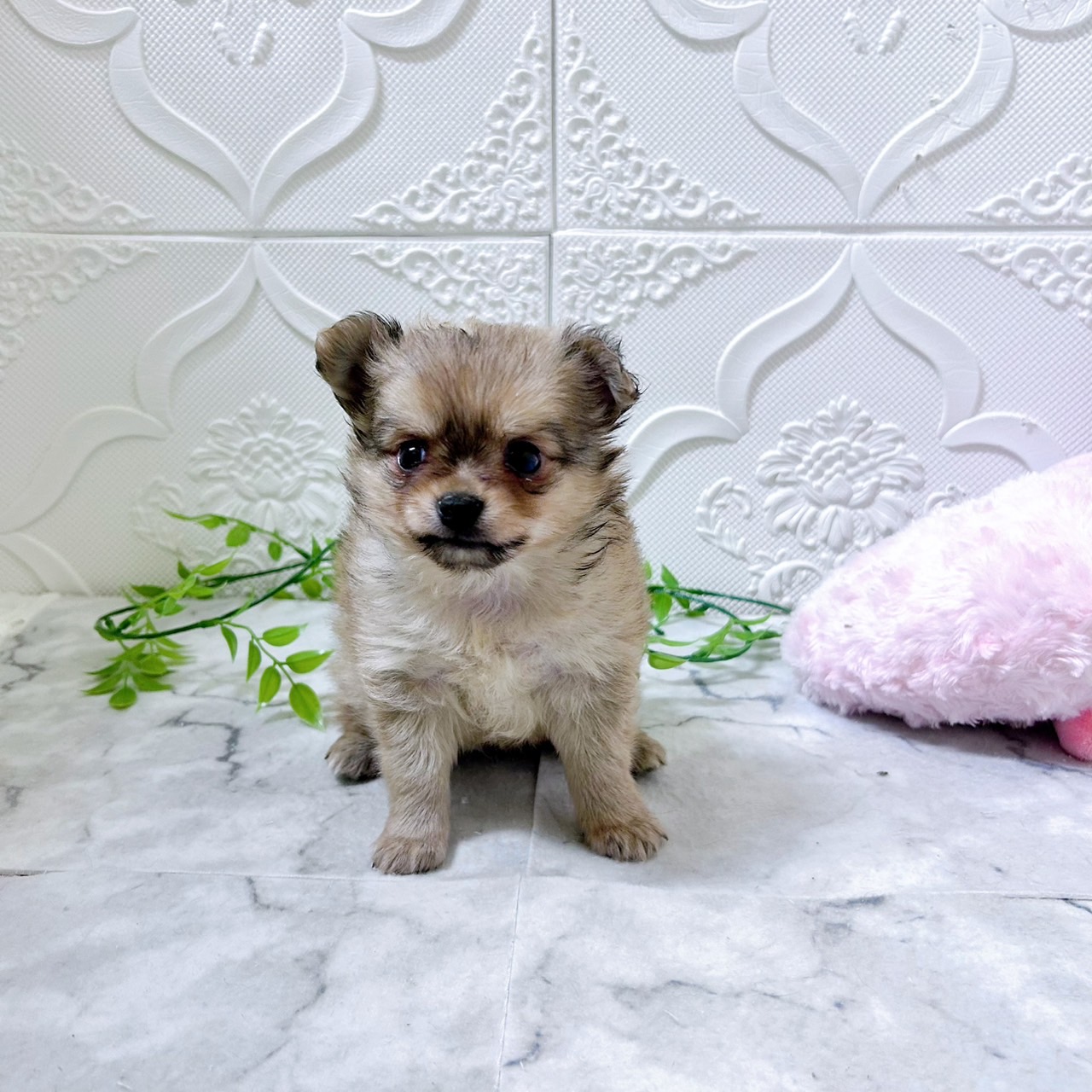 愛知県のポメチワ/チワポメ/ポメチー(ポメラニアン×チワワ) (犬の家＆猫の里岡崎店/2026年1月11日生まれ/男の子/オレンジ)の子犬の2枚目の画像