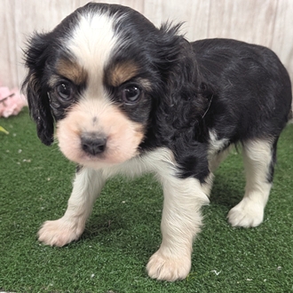 神奈川県のキャバリアキングチャールズスパニエル (犬の家＆猫の里小田原店/2026年1月13日生まれ/女の子/トライカラー)の子犬の2枚目の画像