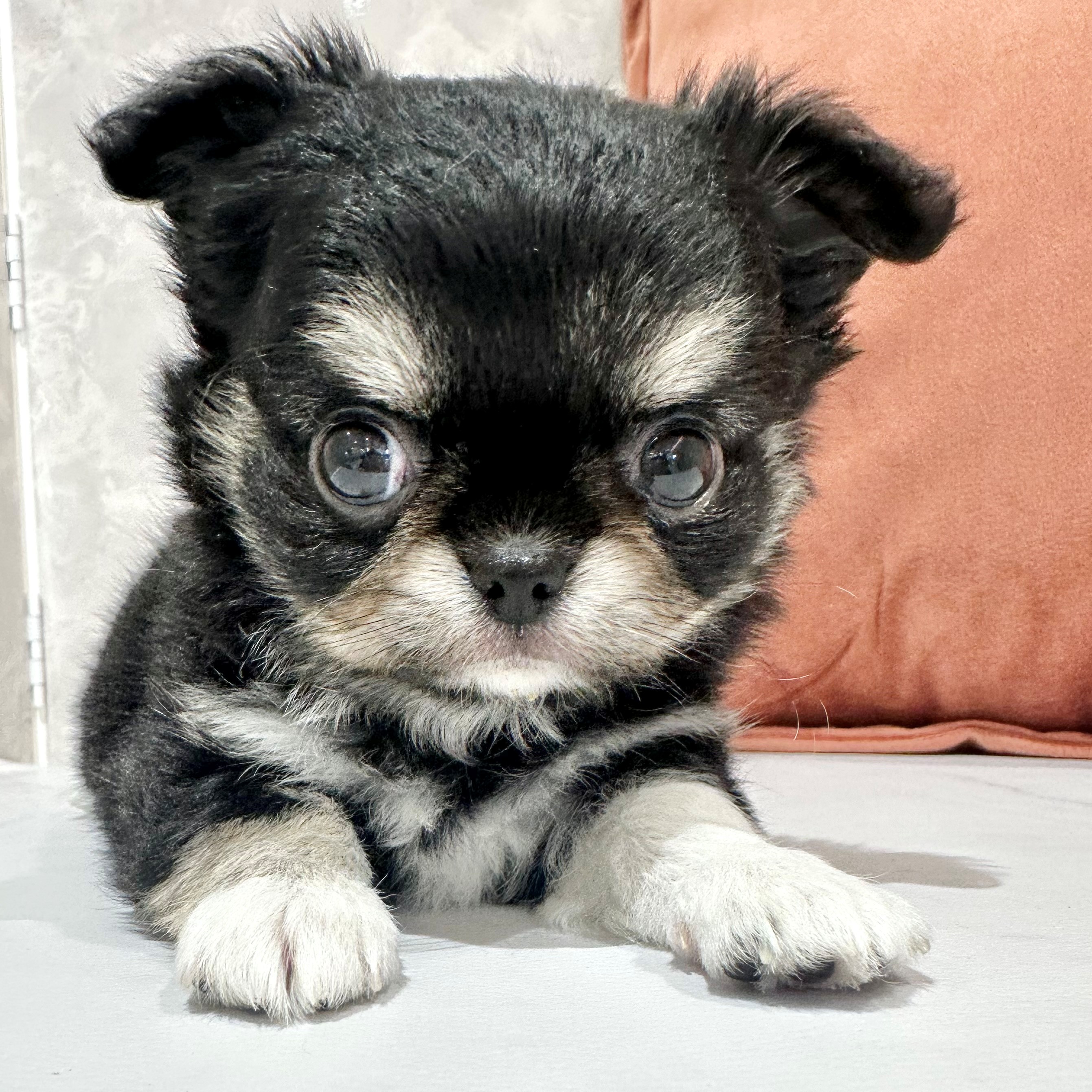 チワワ（ロング）女の子の写真