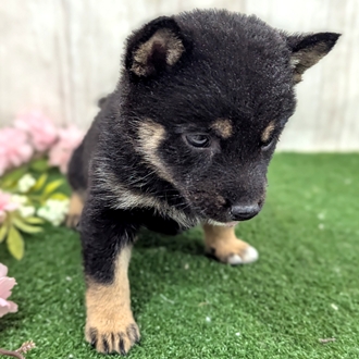 神奈川県の豆柴 (犬の家＆猫の里小田原店/2026年1月13日生まれ/女の子/黒)の子犬の2枚目の画像