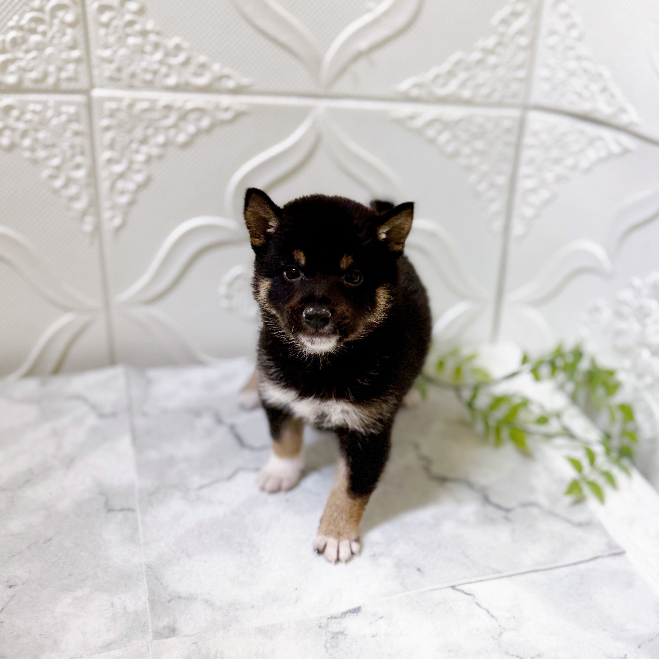 愛知県の豆柴 (犬の家＆猫の里岡崎店/2026年1月13日生まれ/男の子/黒)の子犬の2枚目の画像