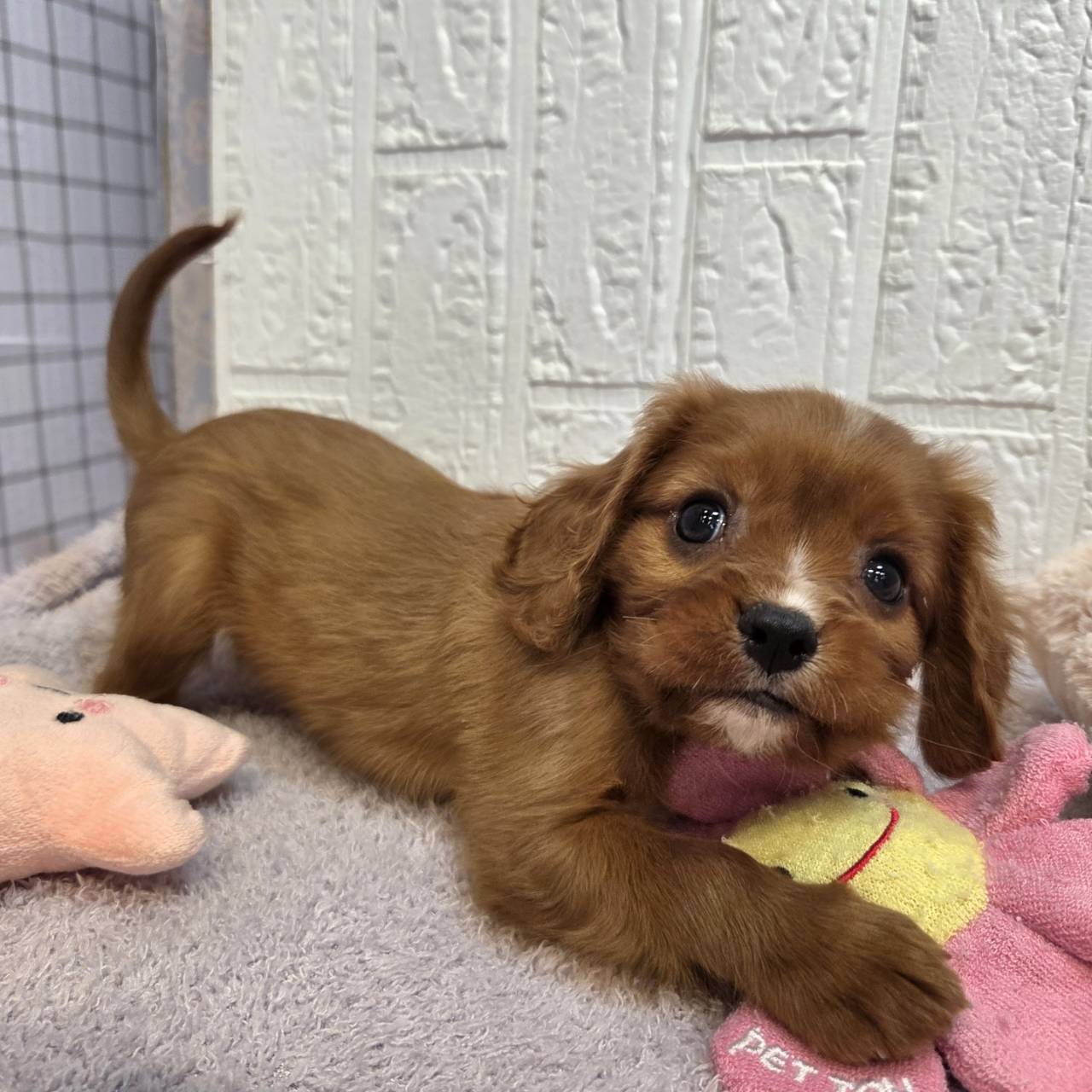 長野県のキャバリアキングチャールズスパニエル (犬の家＆猫の里カインズ梓川店/2026年1月13日生まれ/男の子/ルビーホワイト)の子犬の2枚目の画像