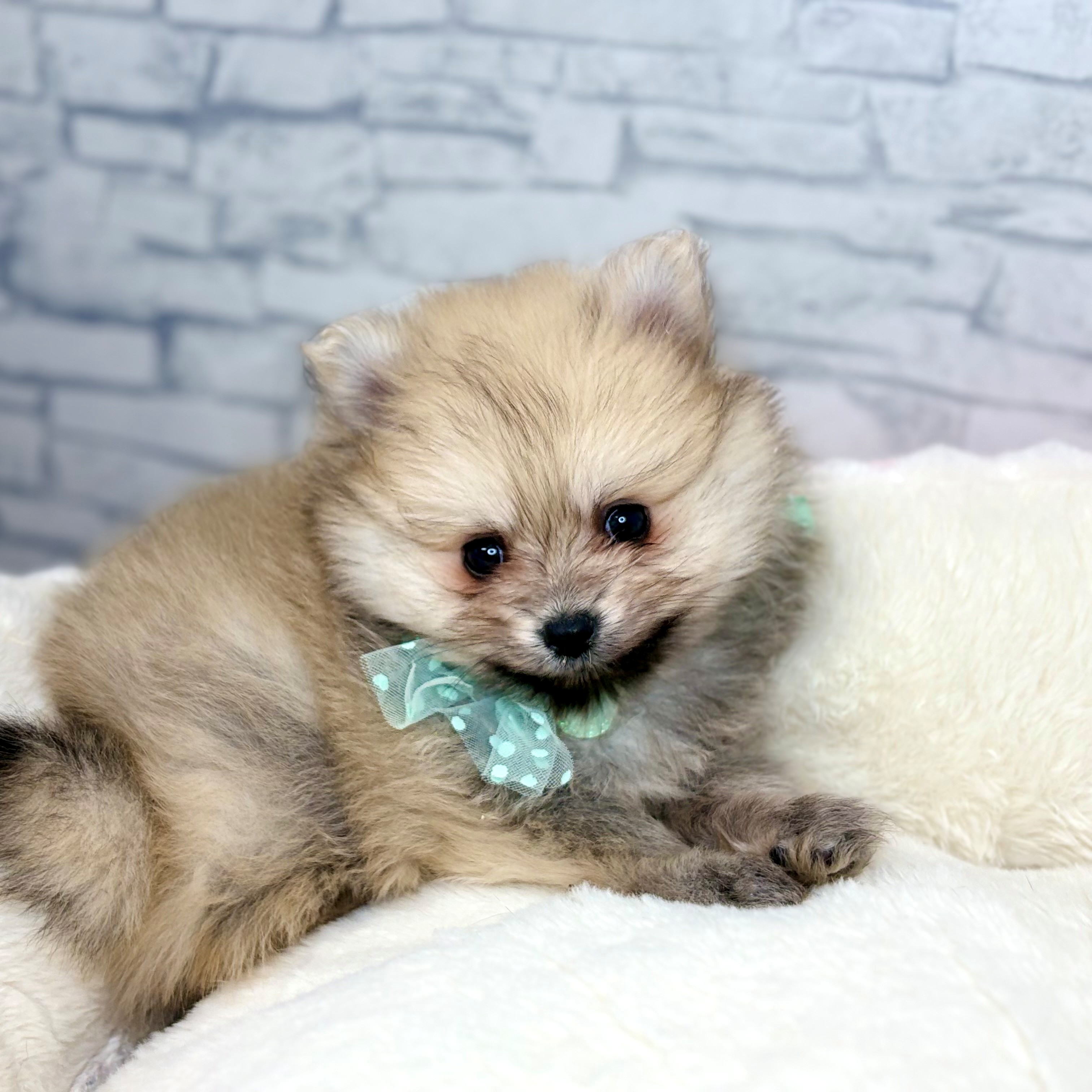 長野県のポメラニアン (犬の家＆猫の里長野店/2026年1月13日生まれ/男の子/オレンジ)の子犬の2枚目の画像